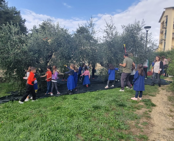 Dalle olive all'olio: alla scuola “G. Pascoli” gli alunni diventano contadini per un giorno